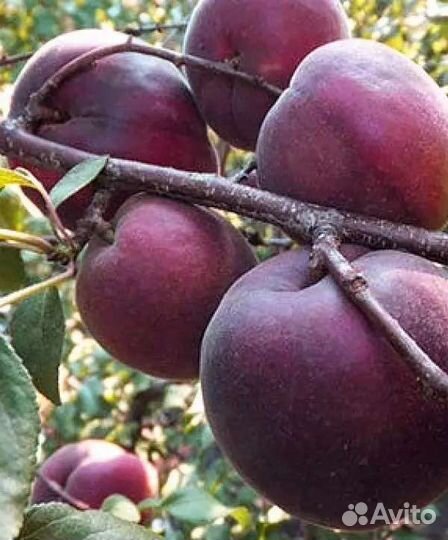 Абрикос сорт Черный Принц