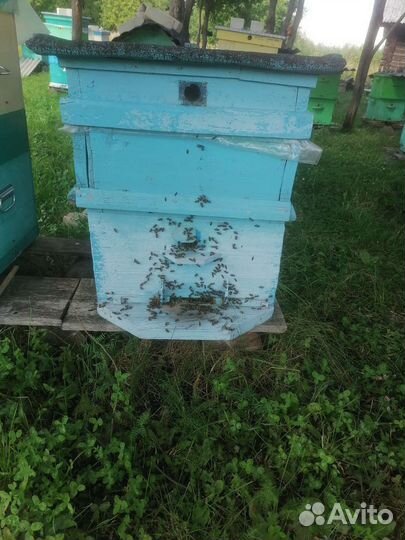 Пчелопакеты