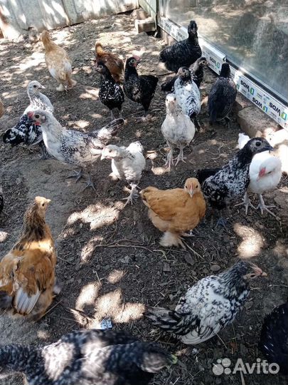 Бентамка. Сибрайт