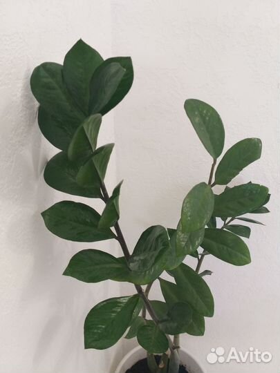 Замиокулькас