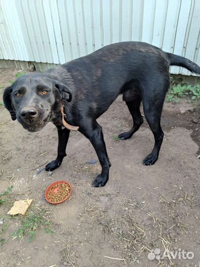 Собаки бесплатно в добрые руки