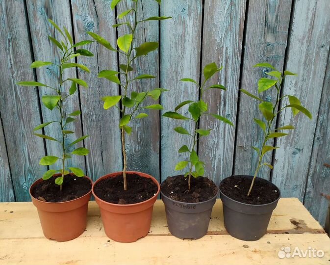 Каламондин