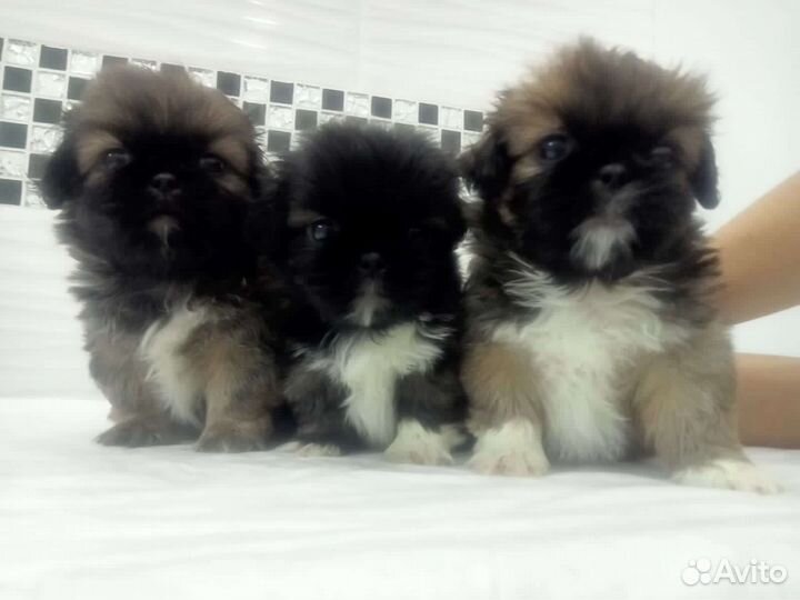 Щенки пекинеса