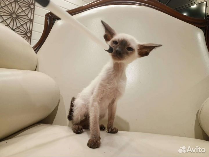 Ориентальные котята