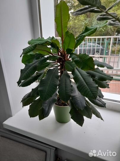 Комнатные цветы шефлера