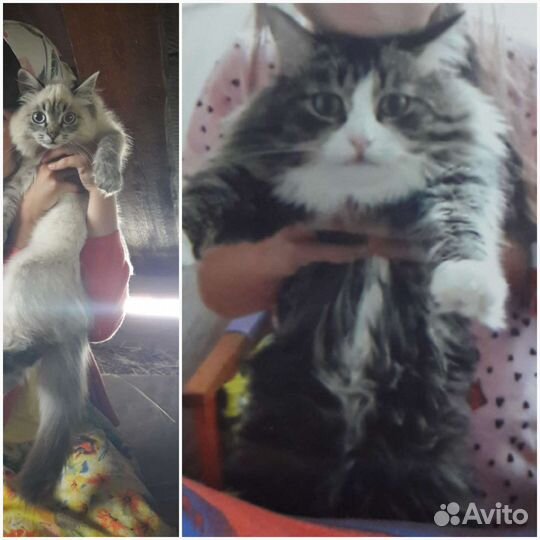Рыжий котенок
