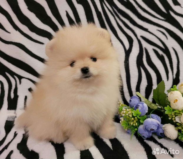 Щенки шпица