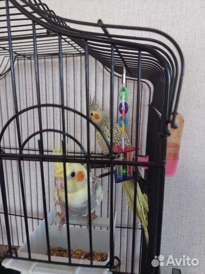 Птенцы кореллы