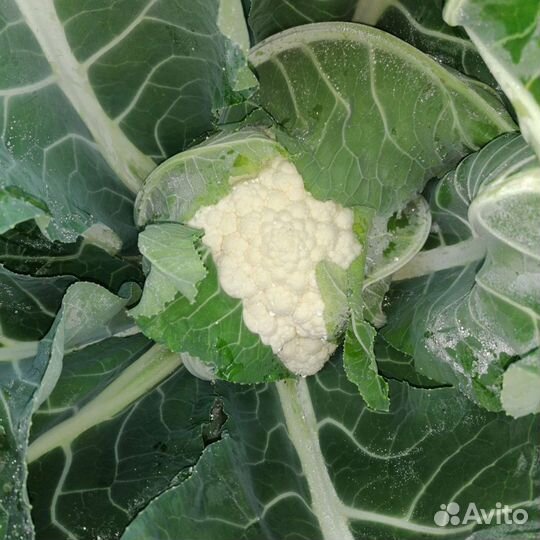 Капуста цветная, брокколи и пекинская
