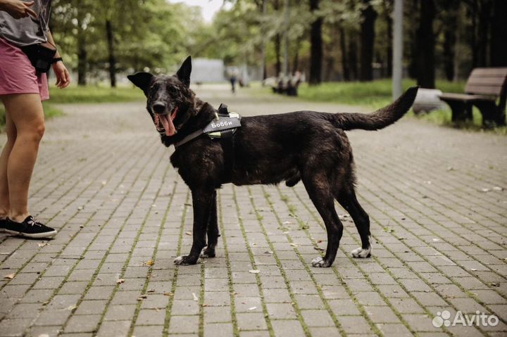 Бобби ищет дом