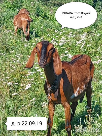 Англо-нубийские котные козы