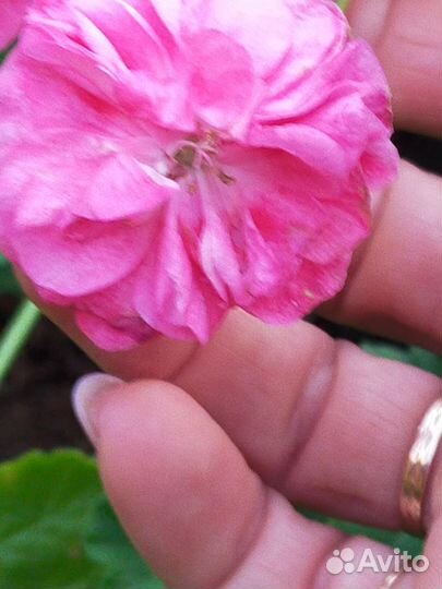 Пеларгония герань. Survivor Idols Rosalinda