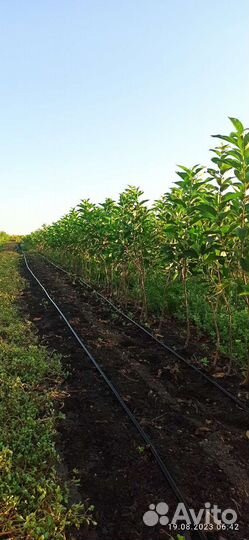 Саженцы черешни и вишни