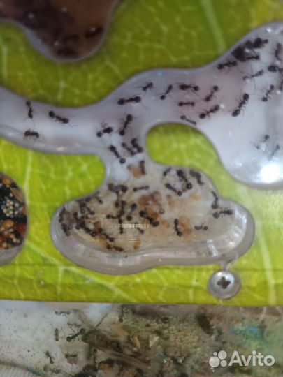 Муравьиная ферма с муравьями. Формикарий