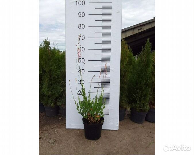 Гаура линдхеймера Sunset Dreams