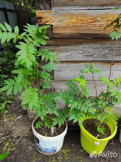 Рябина красная саженцы