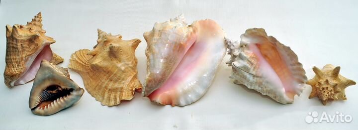 Strombus Gigas морские раковины