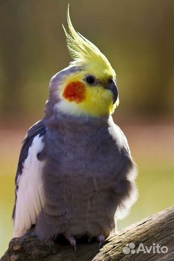 Карелл-Красавчик