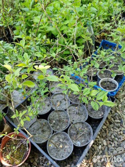 Саженцы Кудрания,клубничное дерево