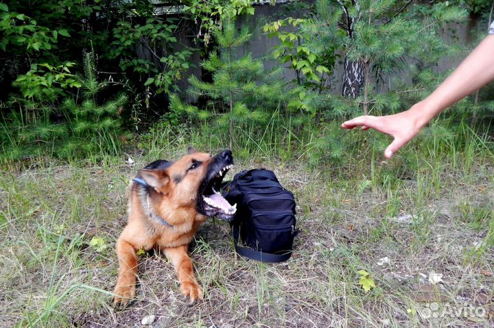 Зоо-отель для животных, дрессировка собак