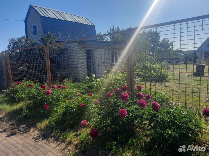 Пионы саженцы