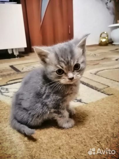 Отдам бесплатно