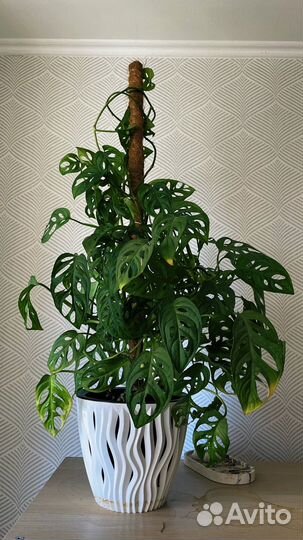 Монстеры, сингониум, банан, фикус, стапелия