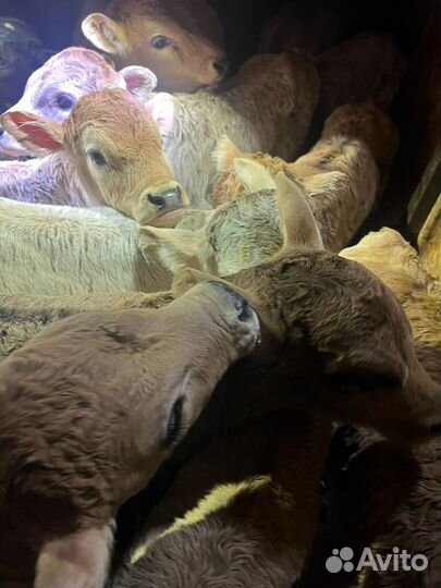 Бычки и телята Швицы