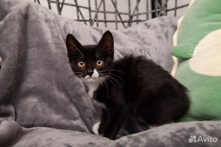 Котенок девочка