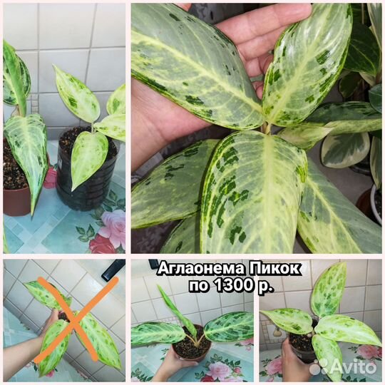 Цветы домашние