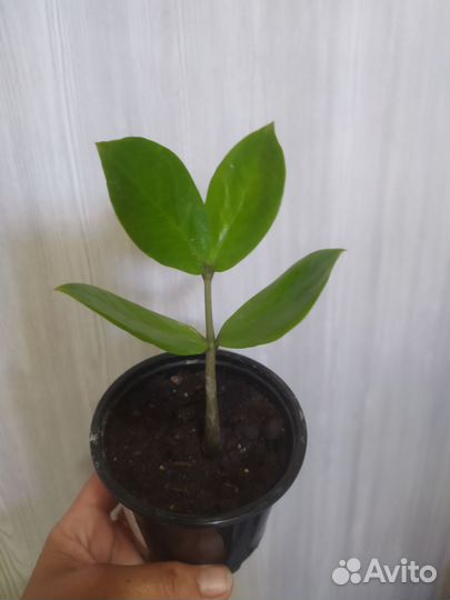 Замиокулькас