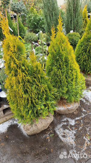 Туя Голден Смарагд