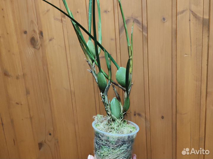 Орхидея Maxillaria tenuifolia