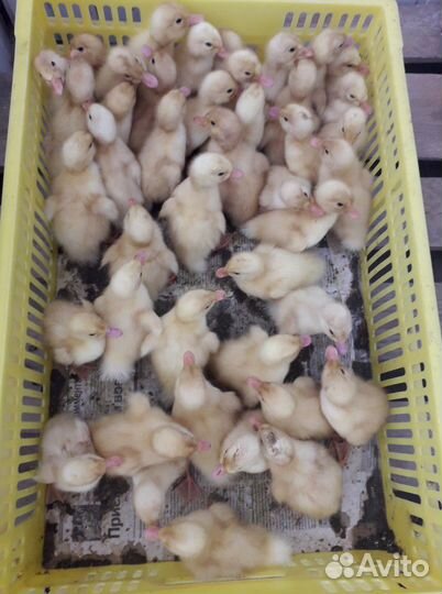 Цыплята
