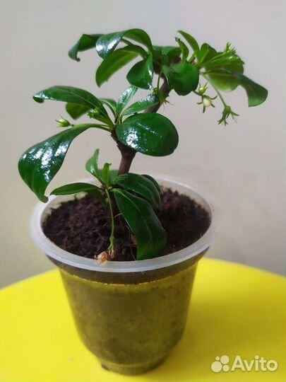 Кармона бонсай