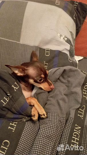 Русский той-терьер девочка