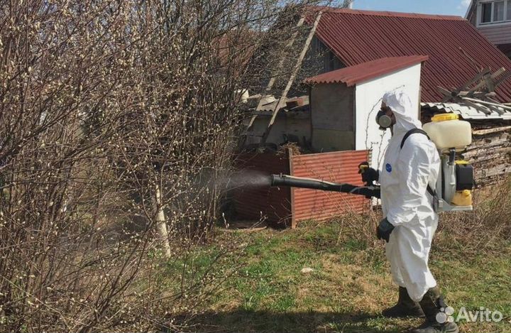 Уничтожение клопов тараканов грибка плесени