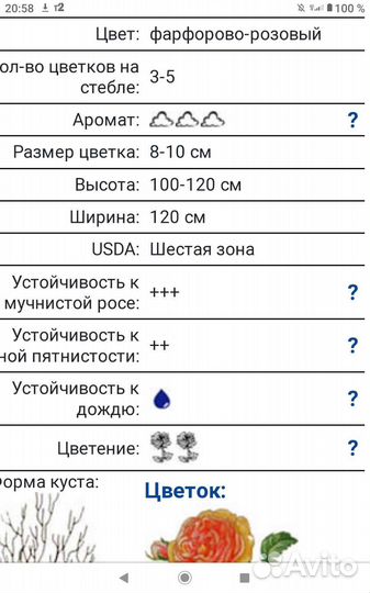 Роза Херитейдж (Heritage), английская