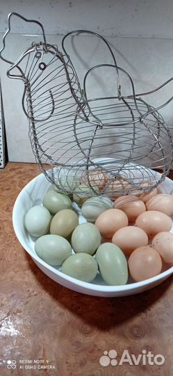 Инкубационное домашнее яйцо