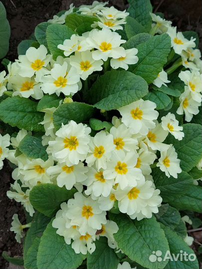 Примула (фото живое)