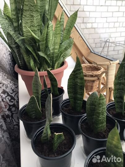 Сансевиерия щучий хвост