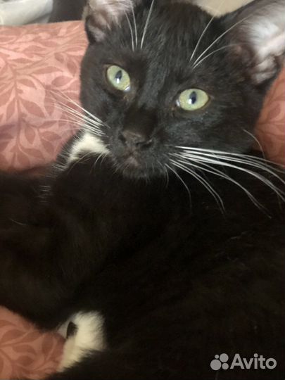 Котики мальчики