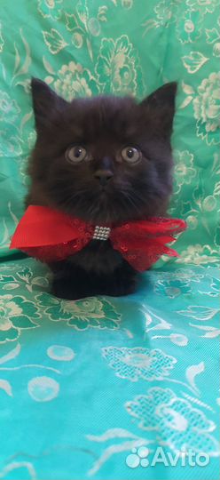 Котята маленькие пантеры