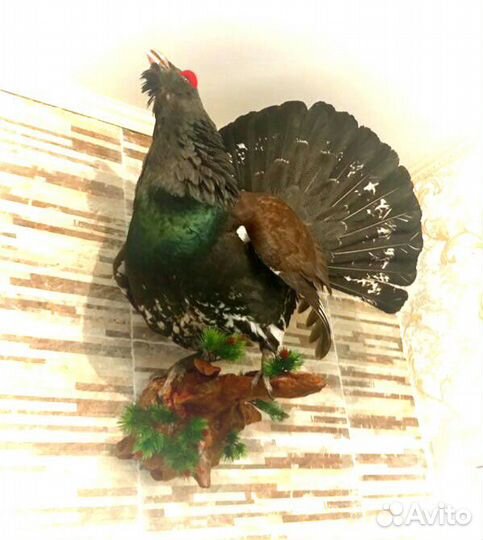 Чучела птиц и животных изготовление