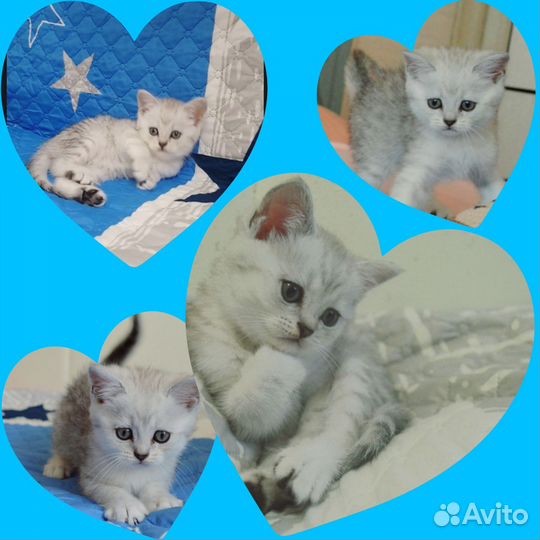 Шотландские котята