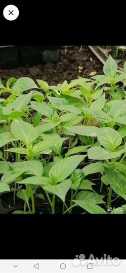 Цветы петунии рассада. рассада овощей