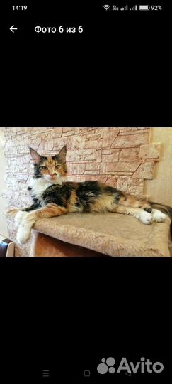 Кошка