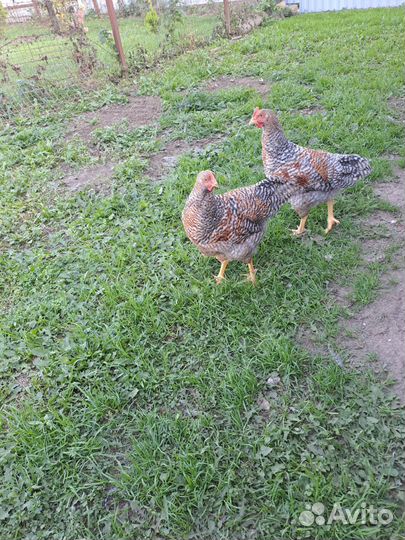 Петух билефельдер