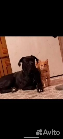 Передержка домашних животных