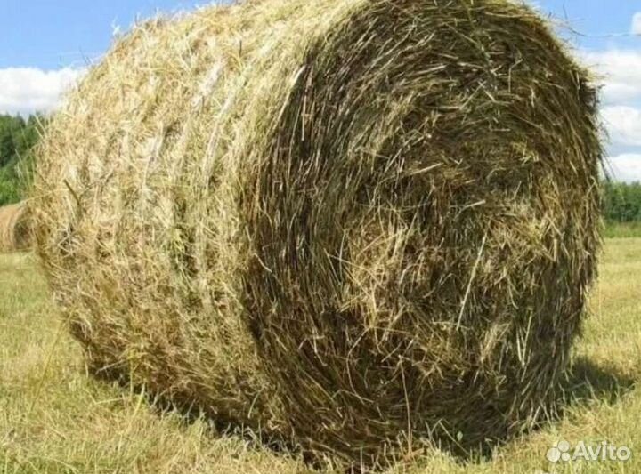 Сено, Солома